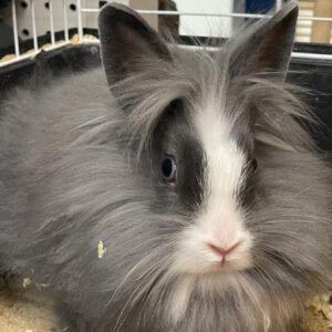 Bunny Lion Head