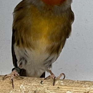 Finch European Goldfinch