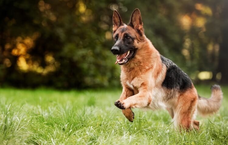 German Shepherd - Image 4