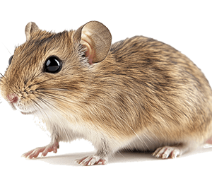 Gerbil