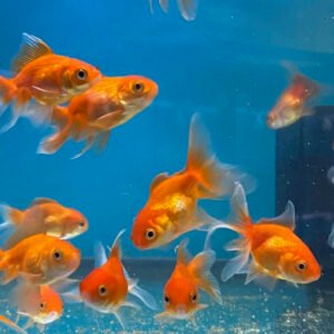 Goldfish (Fantail)