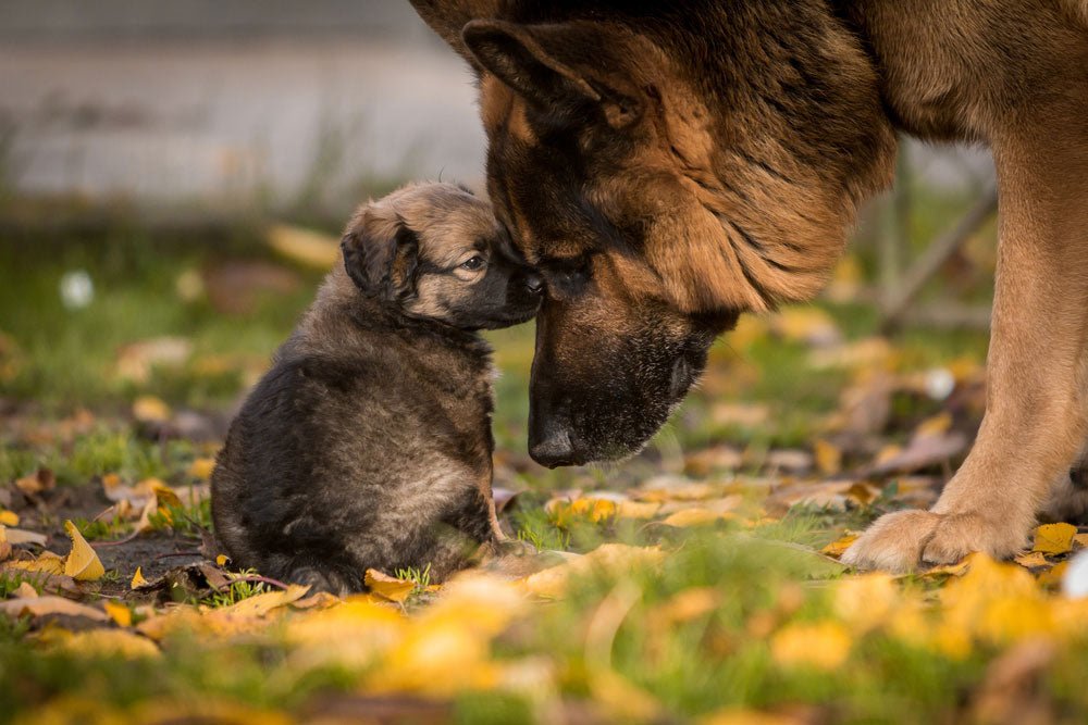 German Shepherd - Image 3