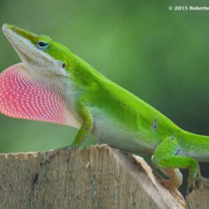 ANOLE GREEN