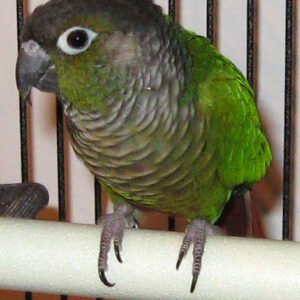 Baby Conure (Green Cheeked)