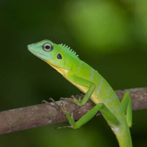 Agama Crested