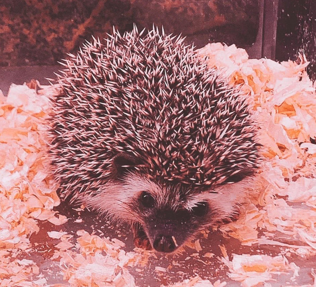 Hedgehog - Image 2