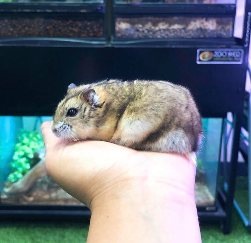 Hamster Dwarf - Image 3