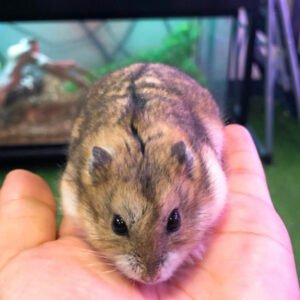 Hamster Dwarf