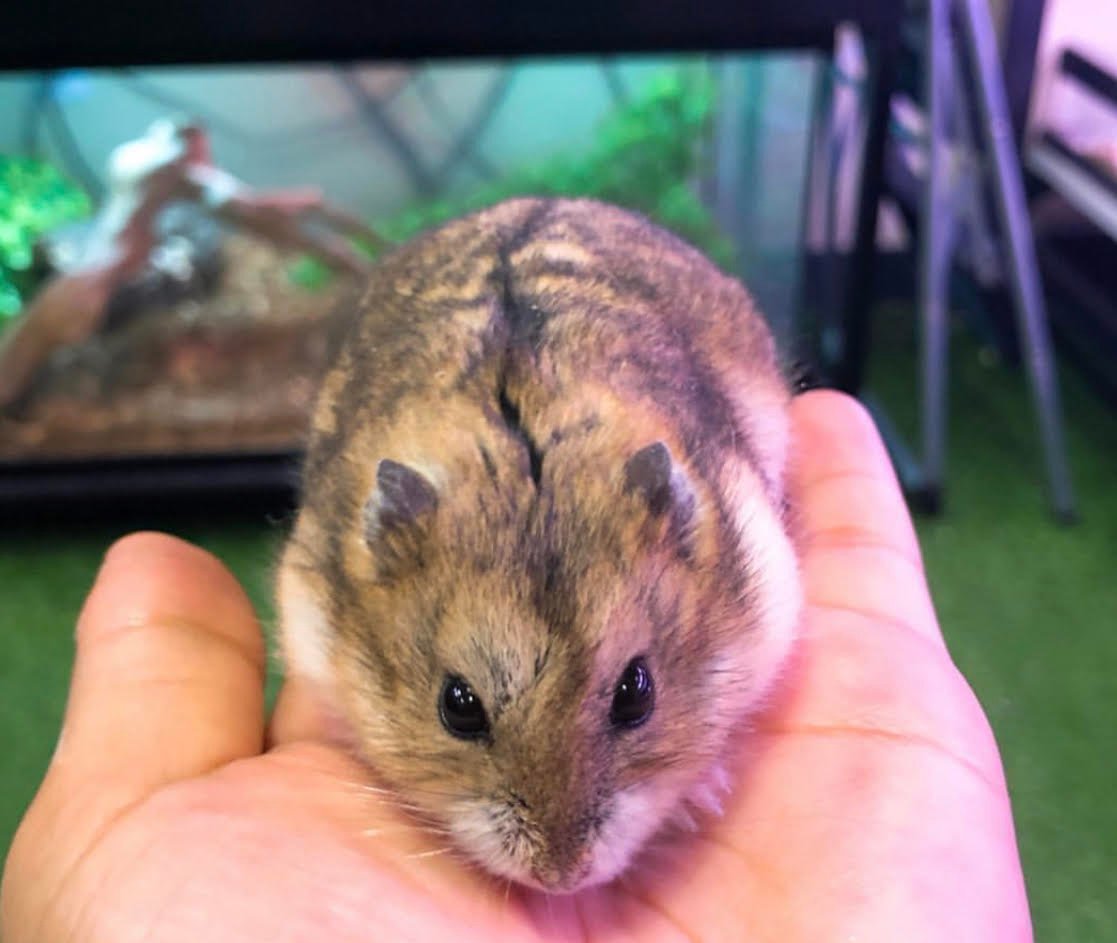 Hamster Dwarf - Image 2