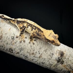 GECKO CRESTED HIGHEND