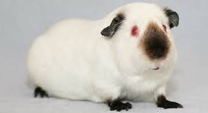 Guinea Pig Himalayan