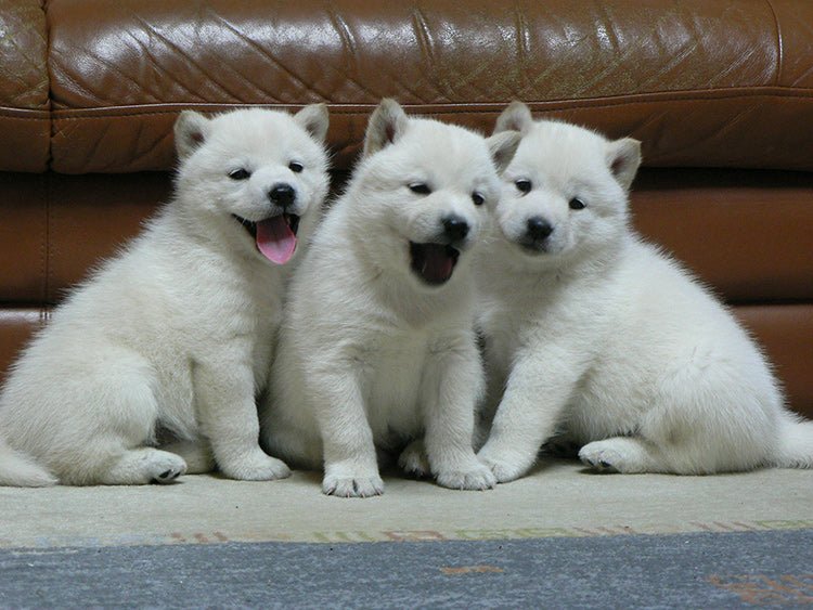 Japanese Akita - Image 2