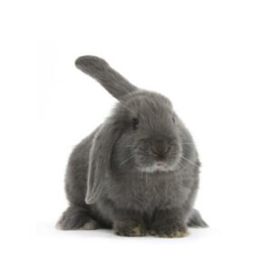 Bunny Holland Lop Ear