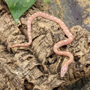 CORNSNAKE HYPO LAVENDER