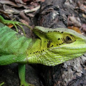 Eastern Casquehead Iguana