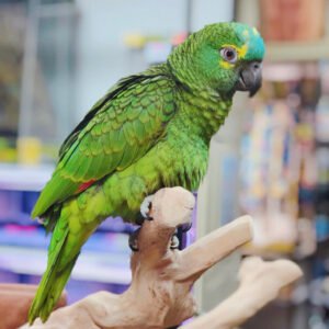 Baby  Amazon (Blue Fronted)