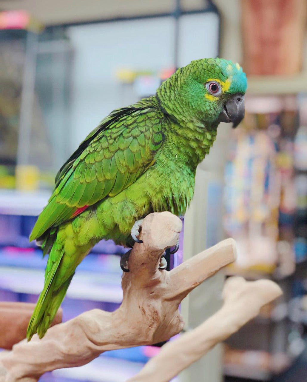 Baby Amazon (Blue Fronted)