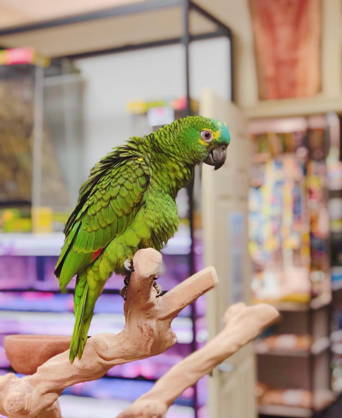Baby Amazon (Blue Fronted) - Image 2