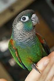 Baby Conure (Pearly)