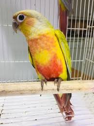 Baby  Conure (Dilute)