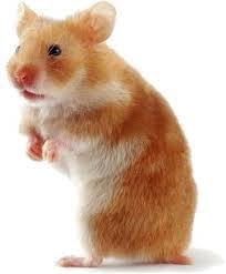 Hamster Short Hair