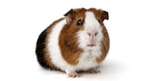 Guinea Pig American