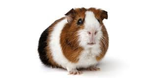 Guinea Pig American