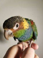 Baby  Conure (Blue Throated)