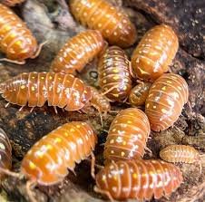 Armadillidium Tangerine Puntacana (10+)