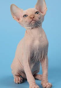 Sphynx (Local Bred)