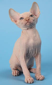 Sphynx (Local Bred)