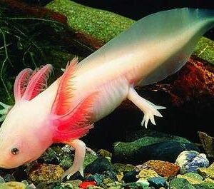 Axolotl