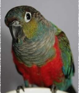 Baby  Conure (Crimson Bellied)