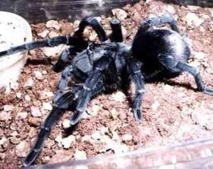 Black Fire Tarantula