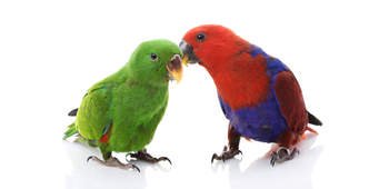 Baby Eclectus - Image 2