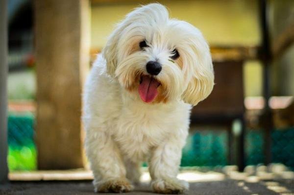 Maltese