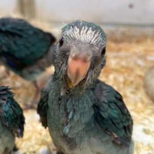 Baby Kakariki (Blue) New Zealand Parakeet