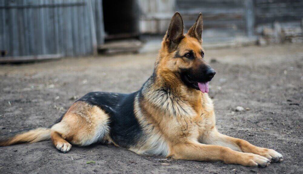 German Shepherd - Image 2
