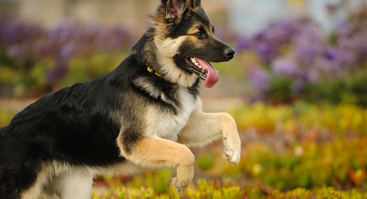 German Shepherd