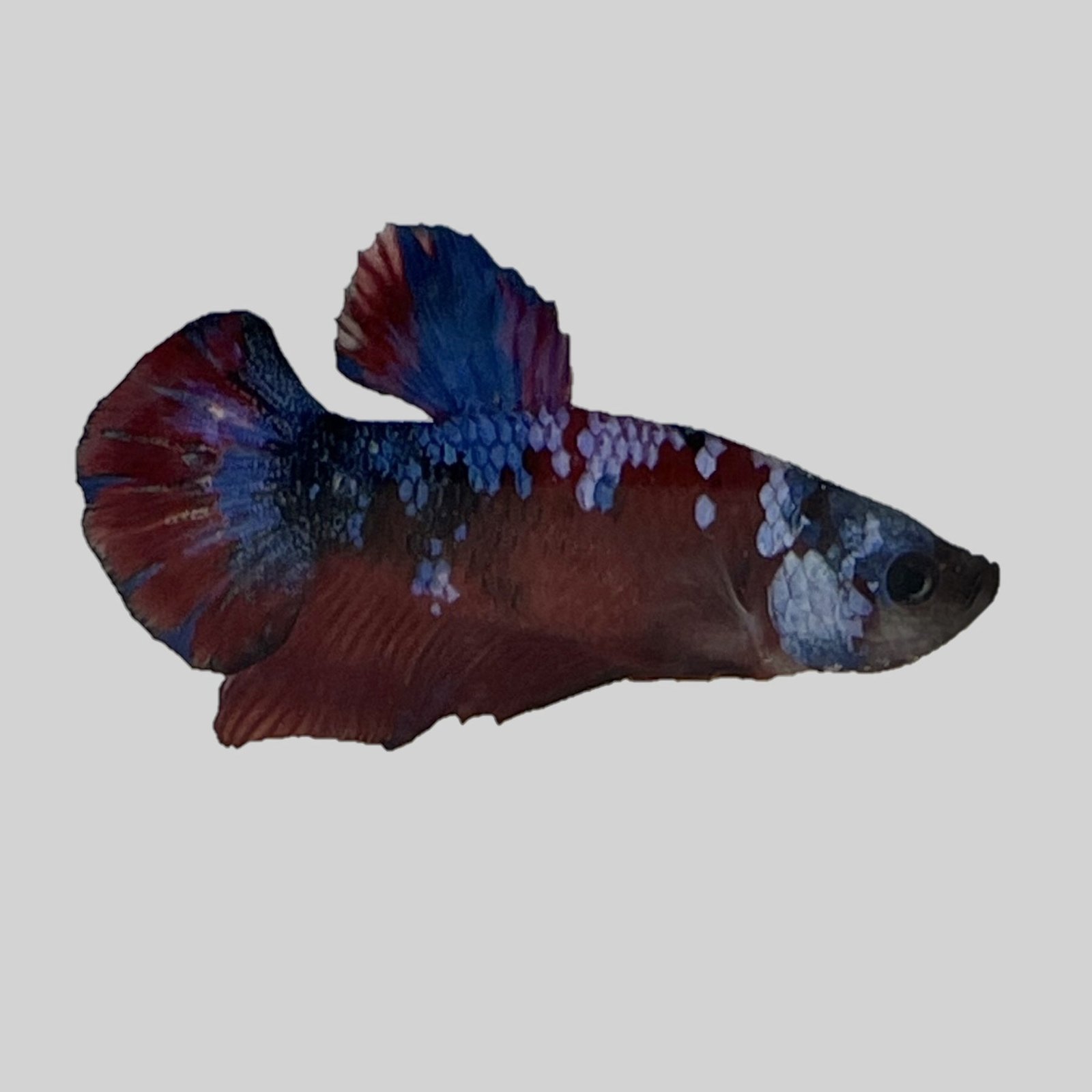 BETTA MALE KOI
