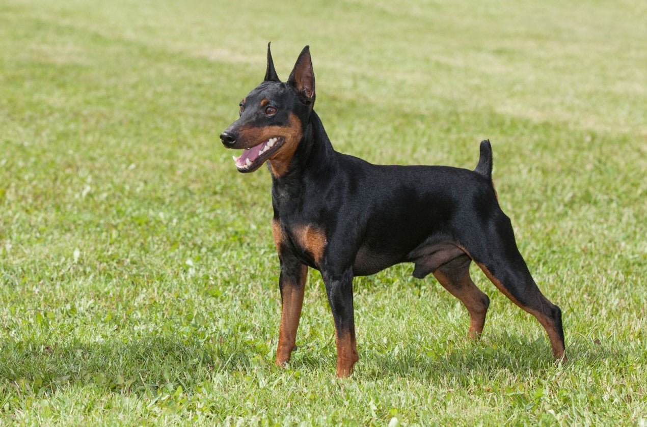 English Toy Terrier - Image 2