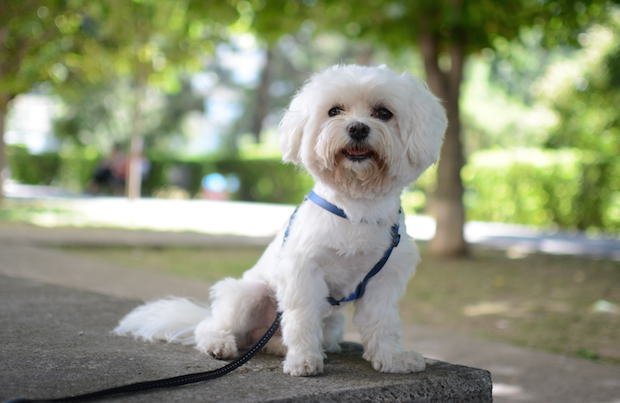 Maltese - Image 2