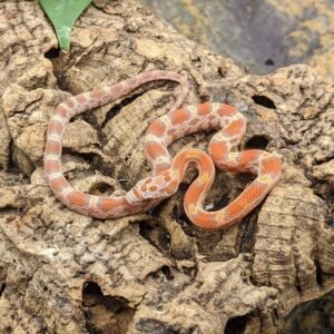CORNSNAKE LAVA 2023