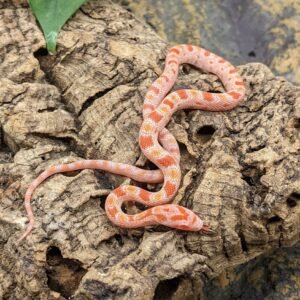 CORNSNAKE LAVAMEL