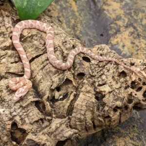 CORNSNAKE LAVENDER