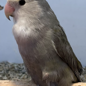 Lovebird Fancy(Blue-Grey)