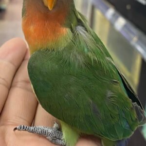 Lovebird (Fischer's Baby Hand Tamed)