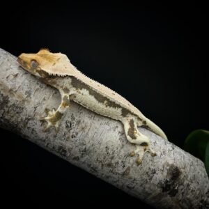 GECKO CRESTED LILLY WHITE
