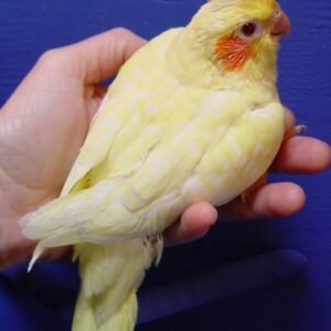 Baby Cockatiel (Lutino)
