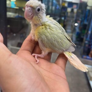 Baby Conure (Moon Cheeked)